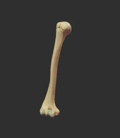 Humerus